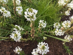 Dischisma ciliatum erinoides