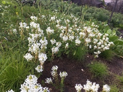 Dischisma ciliatum erinoides