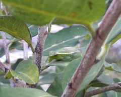 Sphaenorhynchus surdus