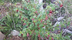 Ribes lobbii