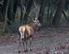Cervus elaphus italicus
