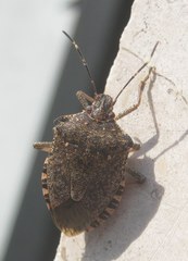 Halyomorpha halys