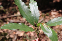 Magnolia talpana