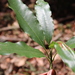 Magnolia talpana - Photo (c) alejandrozab,  זכויות יוצרים חלקיות (CC BY-NC), הועלה על ידי alejandrozab