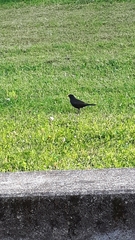 Turdus merula