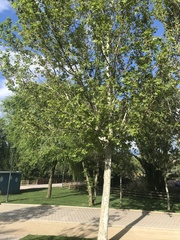 Platanus × hispanica