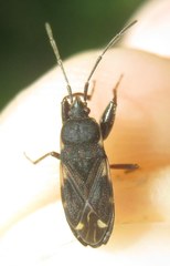 Eremocoris podagricus