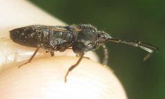 Eremocoris podagricus