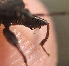 Eremocoris podagricus