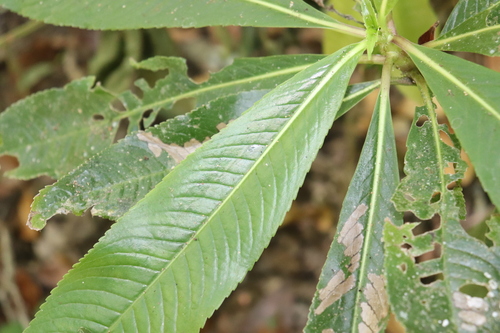 Hedyosmum mexicanum (Hedyosmum mexicanum)