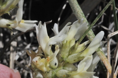 Astragalus reventiformis