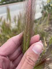 Hordeum