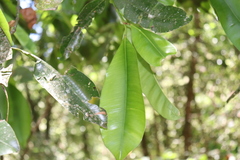 Calophyllum brasiliense