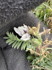 Astragalus plattensis