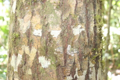 Calophyllum brasiliense