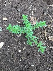 Galium virgatum