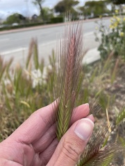 Hordeum