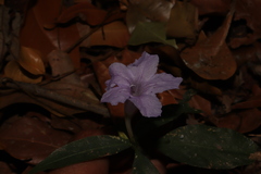 Ruellia stemonacanthoides