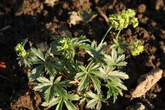 Alchemilla sericea