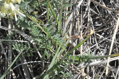 Astragalus reventiformis