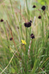 Juncus alpigenus