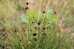 Juncus alpigenus