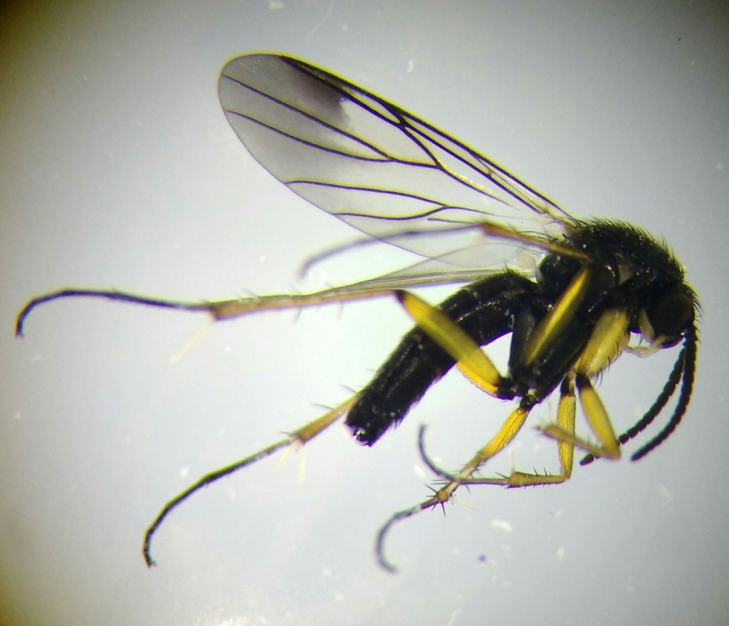 Greenomyia mongolica