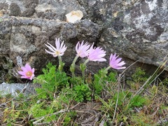 Knowltonia tenuifolia