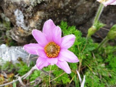 Knowltonia tenuifolia