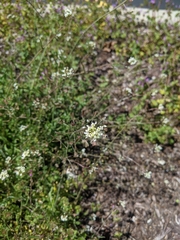 Capsella bursa-pastoris