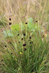 Juncus alpigenus