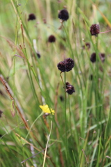 Juncus alpigenus