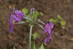Primula halleri