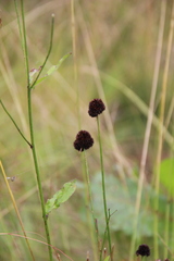 Juncus alpigenus