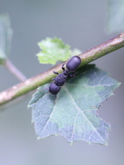 Cataulacus granulatus