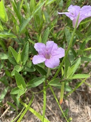 Ruellia pedunculata