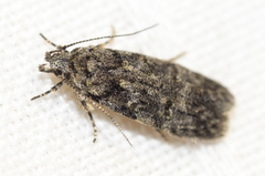 Chionodes thoraceochrella