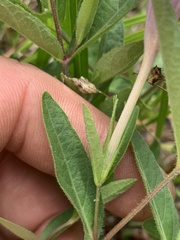 Ruellia pedunculata