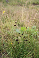 Juncus alpigenus