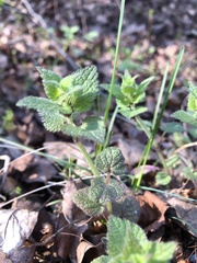 Lamium maculatum