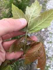 Acer rubrum drummondii