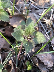 Lamium maculatum