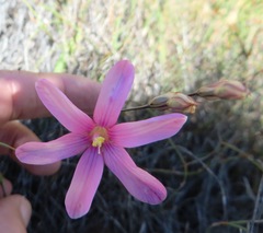 Ixia latifolia