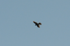 Accipiter gentilis