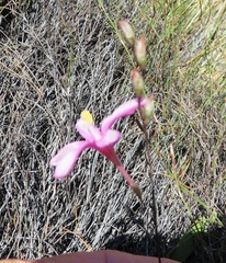 Ixia latifolia
