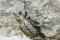 Brachycerus undatus