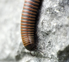 Acanthoiulus fuscipes