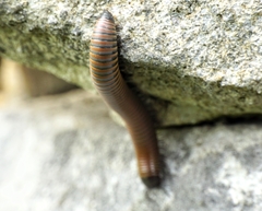 Acanthoiulus fuscipes