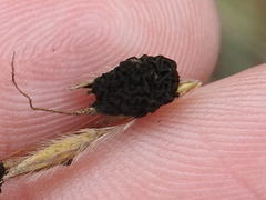 Epicoccum andropogonis