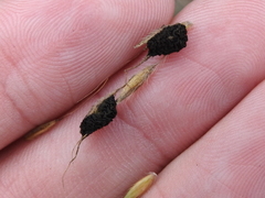 Epicoccum andropogonis